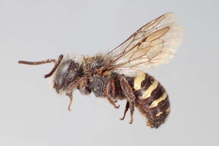 [Stelis monticola male (lateral/side view) thumbnail]